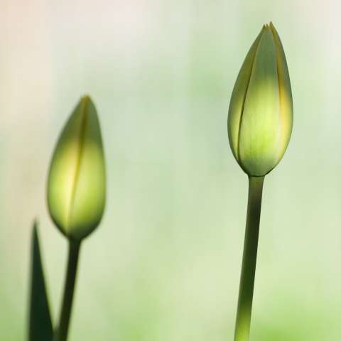 slideshow